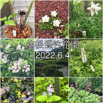 箱根湿性花園の投稿画像一覧 Greensnap グリーンスナップ