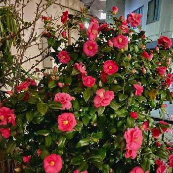 Kays_gardenの画像 by Kay_Tama-gsk さん | 小さな庭と紅乙女と春のお花とカラフルと咲き乱れとピンクの花とピンク色と満開と和花と夜の花とKays_garden