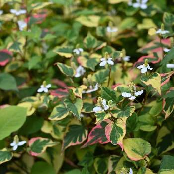 斑入りドクダミ 五色ドクダミ Northnfe Ac Th