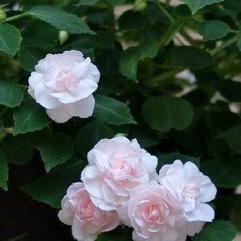 バラ咲きインパチェンスの投稿画像一覧 Greensnap グリーンスナップ