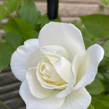 白い薔薇♡の画像 by きなこさん | 小さな庭と白い薔薇♡と可愛い〜♡と感謝を込めて♡とチーム長野と素敵な時間と平和を願うとアイスバーグ♡と白い花と植物が大好きと緑のある生活と癒しの時間♡と繋がりに感謝✨とビューティフルサンデー