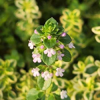 ゴールデンクイーンタイムの投稿画像一覧 Greensnap グリーンスナップ