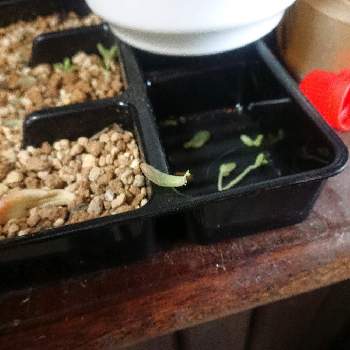 多肉植物,姫秋麗（ひめしゅうれい）,HB101,おうち園芸,賢者の土の画像