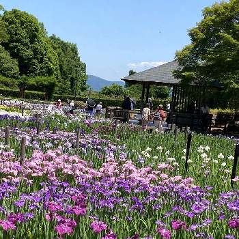 馬見丘陵公園の画像 by manabeさん | お出かけ先とハナショウブと花菖蒲と色とりどりで綺麗と馬見丘陵公園と奈良県と菖蒲園
