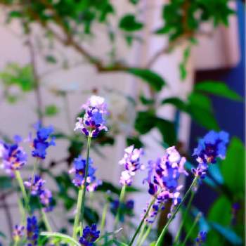 ラベンダーの香りの画像 by yoshi☘️さん | 小さな庭とラベンダーとラベンダーの香りとみどりのある暮らしとガーデニングと元気に育ててますよと小さな花