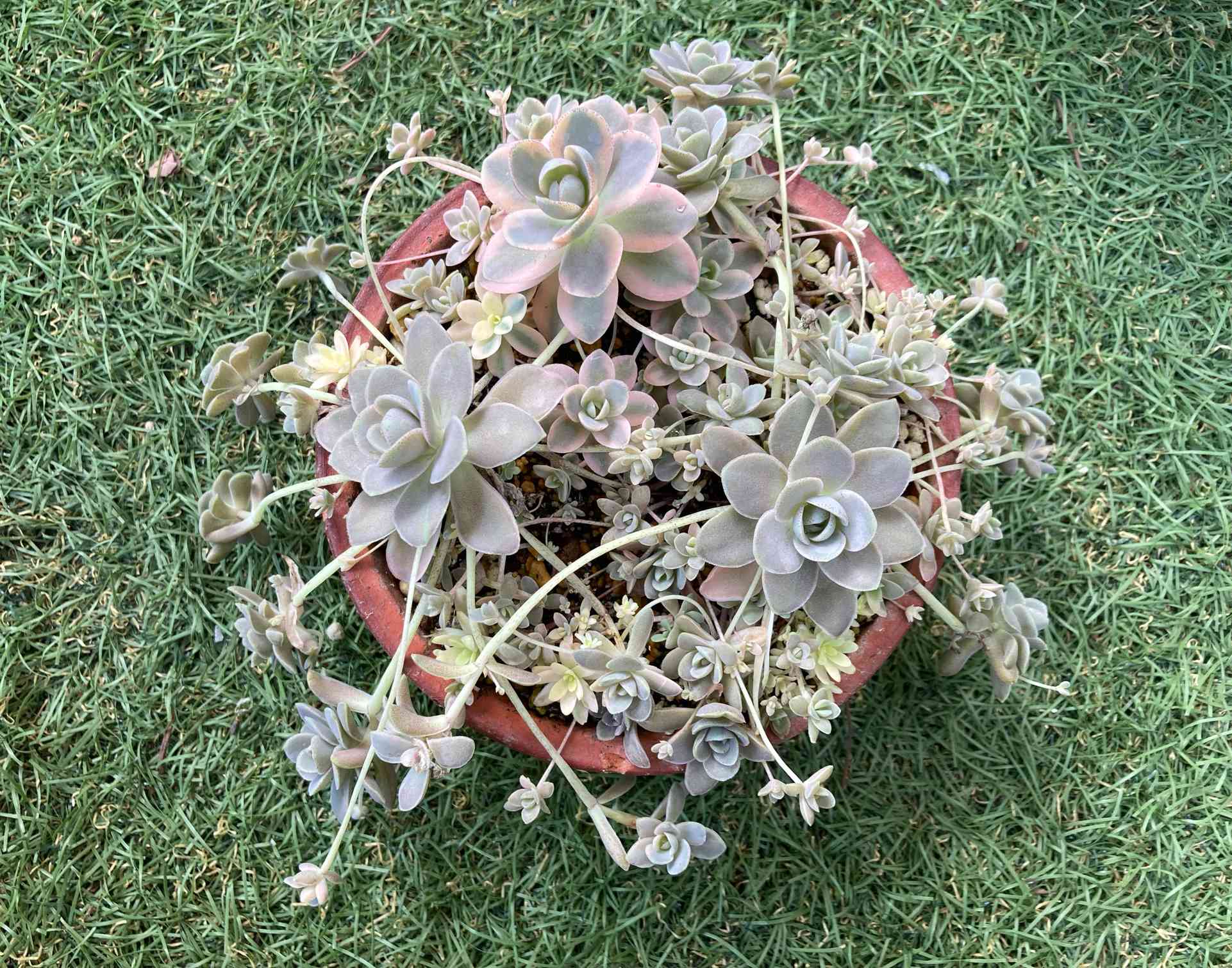 子持ち蓮華の噴水風寄せ植え⛲️｜🍀GreenSnap（グリーンスナップ）