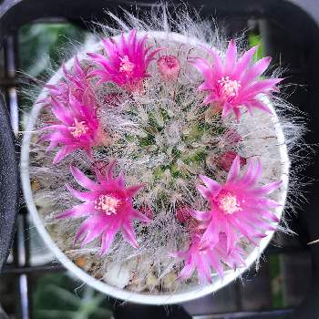 マミラリア 高砂の投稿画像一覧 Greensnap グリーンスナップ