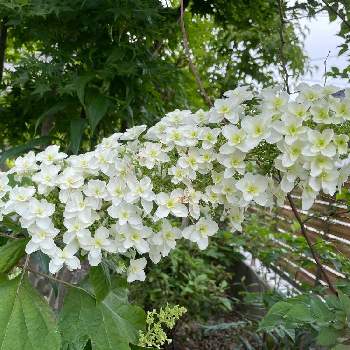 ワイルドガーデンの画像 by ボンバーケイさん | 広い庭とスポットライトとようやく花がとおうち園芸とワイルドガーデンと花いろいろと白い花