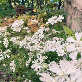 オルレアホワイトレースの投稿画像一覧 Greensnap グリーンスナップ