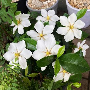 クチナシ属の投稿画像一覧 Greensnap グリーンスナップ クチナシ属の投稿画像一覧 Greensnap グリーンスナップ