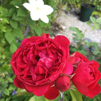 赤いバラの画像 by あきこさん | 小さな庭とばら バラ 薔薇とビューティフル サンデーと毎日ローズショーと真紅のバラとつるバラとお家園芸と美しいと綺麗と赤い花と真っ赤と薔薇♪と赤い薔薇♡と赤いバラとフロレンティーナ バラ
