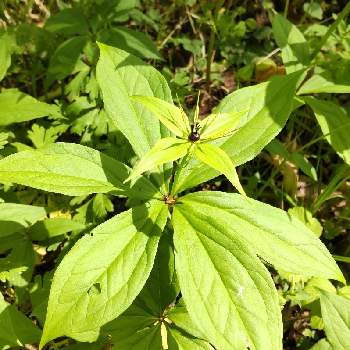 水辺に咲く花の投稿画像一覧 Greensnap グリーンスナップ