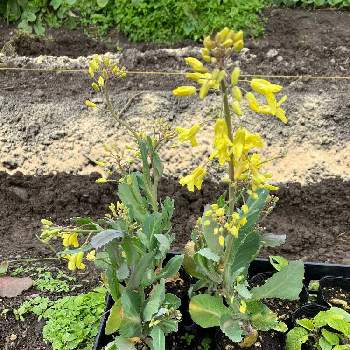 キャベツの花の投稿画像一覧 Greensnap グリーンスナップ