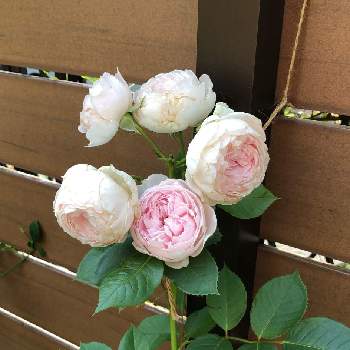 クリスティアーナの画像 by るんるんさん | 小さな庭とクリスティアーナとばら バラ 薔薇とピンクの花とバラのある暮らしと我が家の庭と花のある暮らしとバラ　フェンスと白い花
