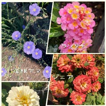宿根アマの画像 by ままちゅう☆さん | 宿根アマとランタナとジニアと赤い花と癒しとラブリー♡とジニア❁