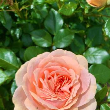 優雅の画像 by るうさん | 小さな庭と薔薇　ガーデンオブローゼスと優雅とガーデニングと緑のある生活と小さなお庭とバラ　ガーデンオブローゼス