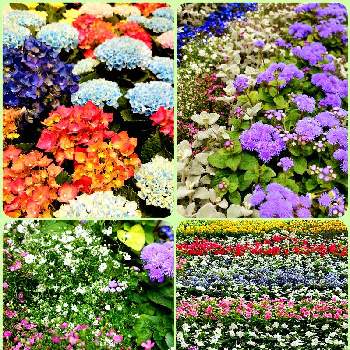 お花いろいろ♡の画像 by みいちゃんさん | コラージュといろんなお花といろいろな花とお花いろいろ♡