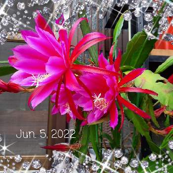 花の名前を覚えるの投稿画像一覧 Greensnap グリーンスナップ