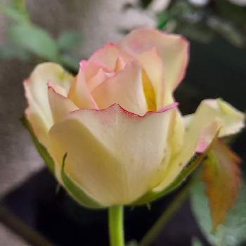 カワイイ～☺️の画像 by IKUMAMAさん | 小さな庭とカワイイ～☺️とおうち園芸と鉢植えのバラとバラ・ミニバラとバラを楽しむと癒し♡