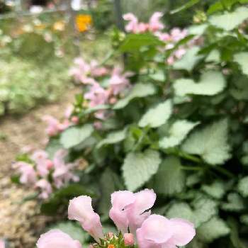 班入りの画像 by kurara＊さん | 小さな庭とラミウム  ラミとピンクの花と淡い色の花と多年草と班入りとガーデニングと花のある暮らしとグランドカバー