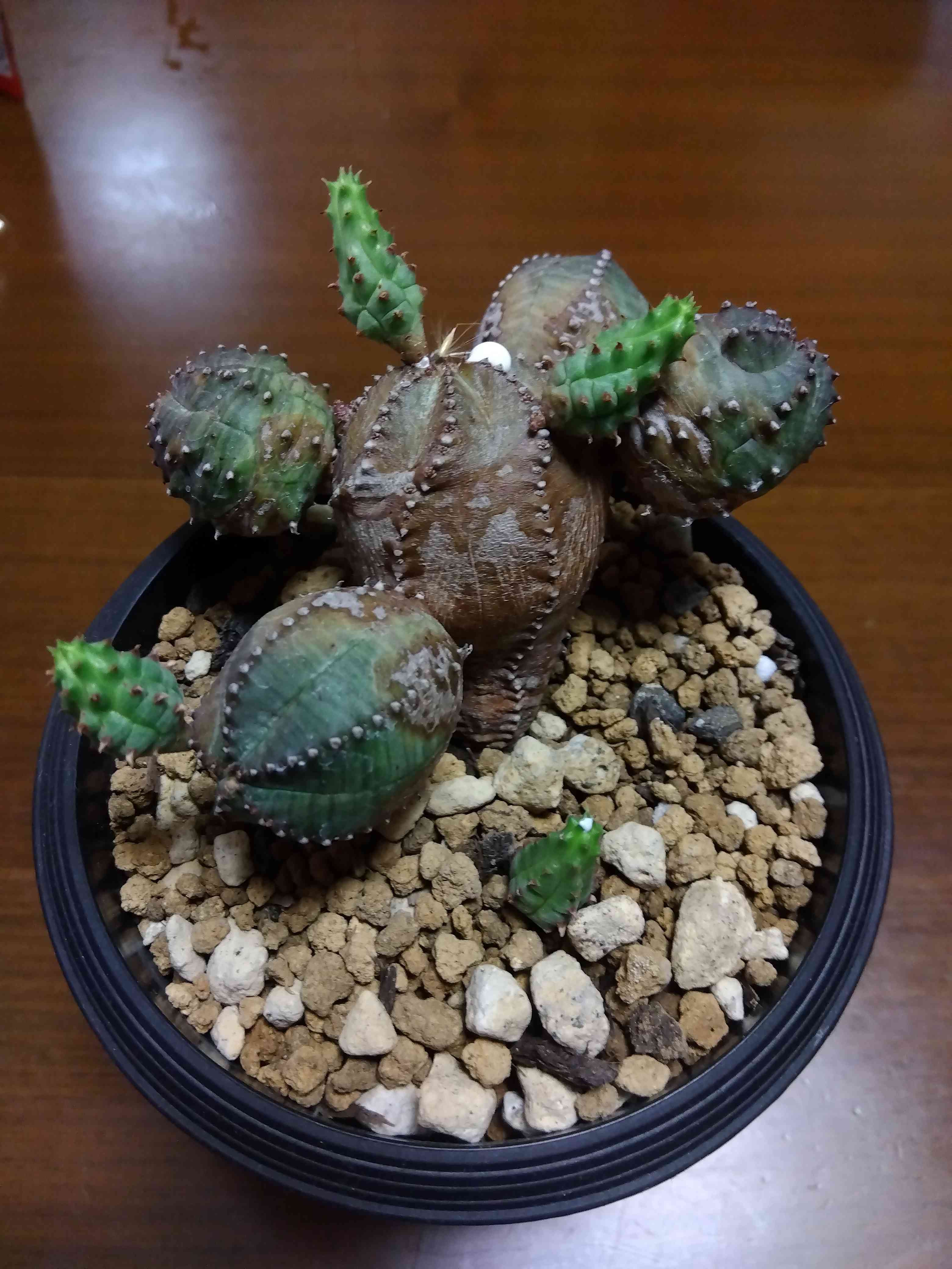 ユーフォルビア オベサブロウ ユーフォルビア オベサブロウ | mana's farm:塊根植物・アガベ