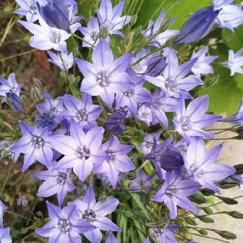 植えっぱなし球根の投稿画像一覧 Greensnap グリーンスナップ