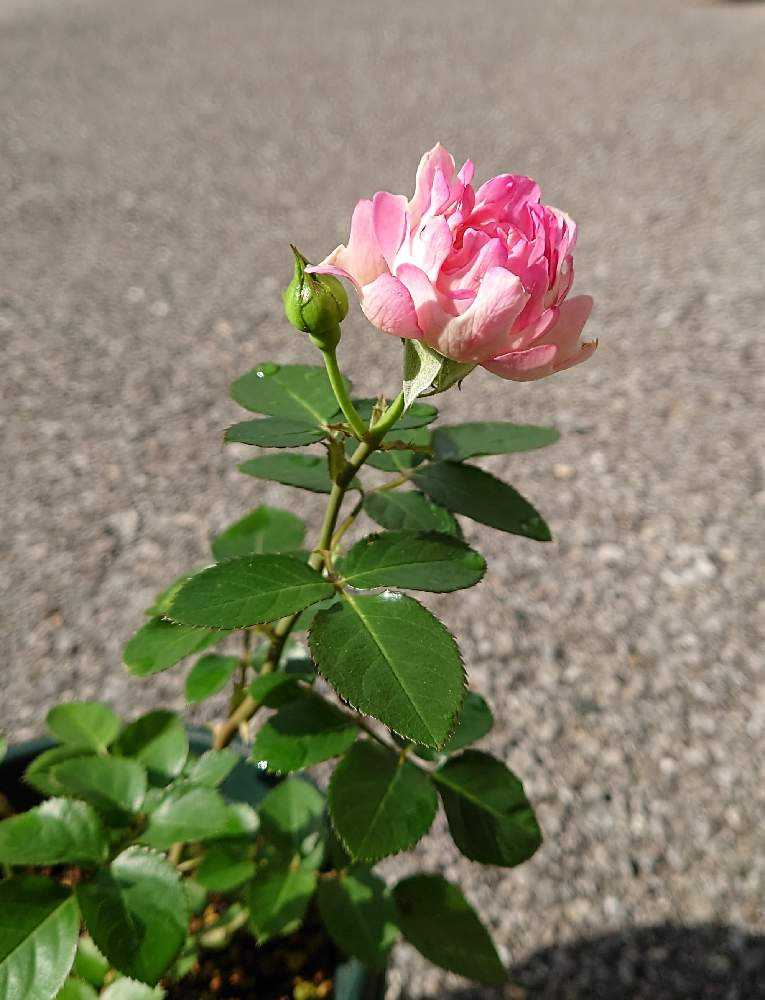 vol.6挿し木🥀𓈒𓂂𓇬成長記録✍️📝️ᝰꪑ📱｜🍀GreenSnap（グリーン