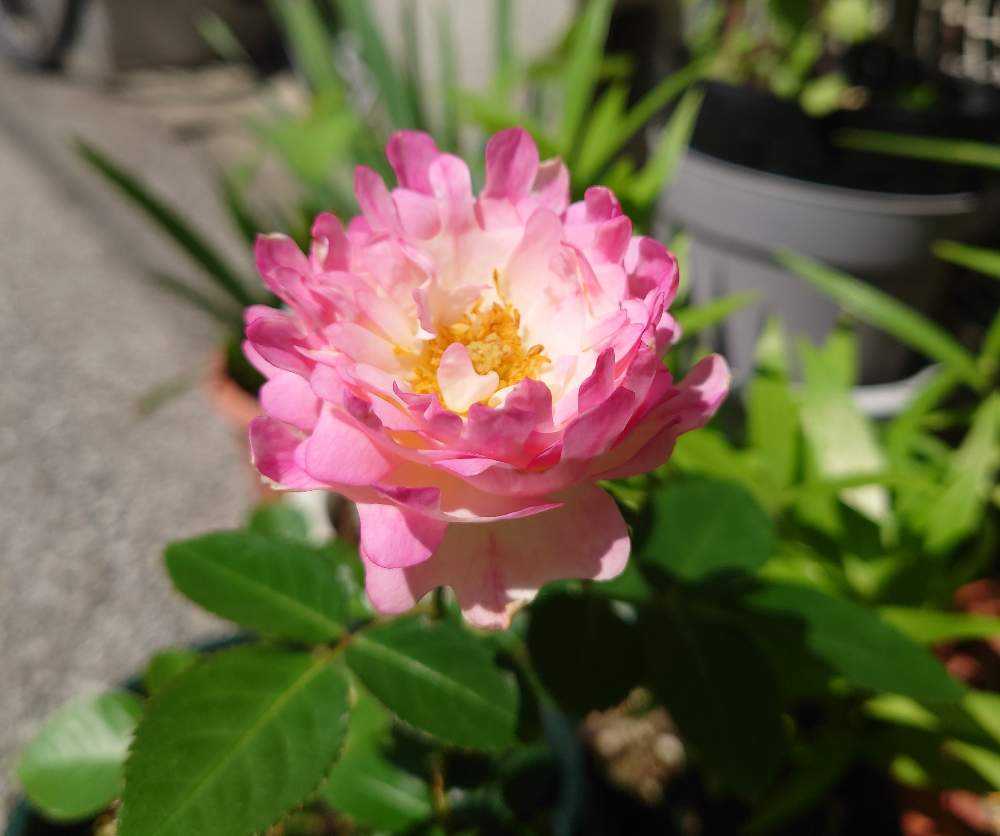 切花品種 シーアネモネ 挿し木苗 vol.6挿し木🥀𓈒𓂂𓇬成長記録✍️📝️ᝰꪑ📱｜🍀GreenSnap（グリーン