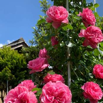 つるバラ...の画像 by 花美月さん | 小さな庭とバラ レオナルドダビンチとバラとつるバラ...とガーデナーズとピンク❤︎ピンクとガーデニングとバラが好きとバラを楽しむ