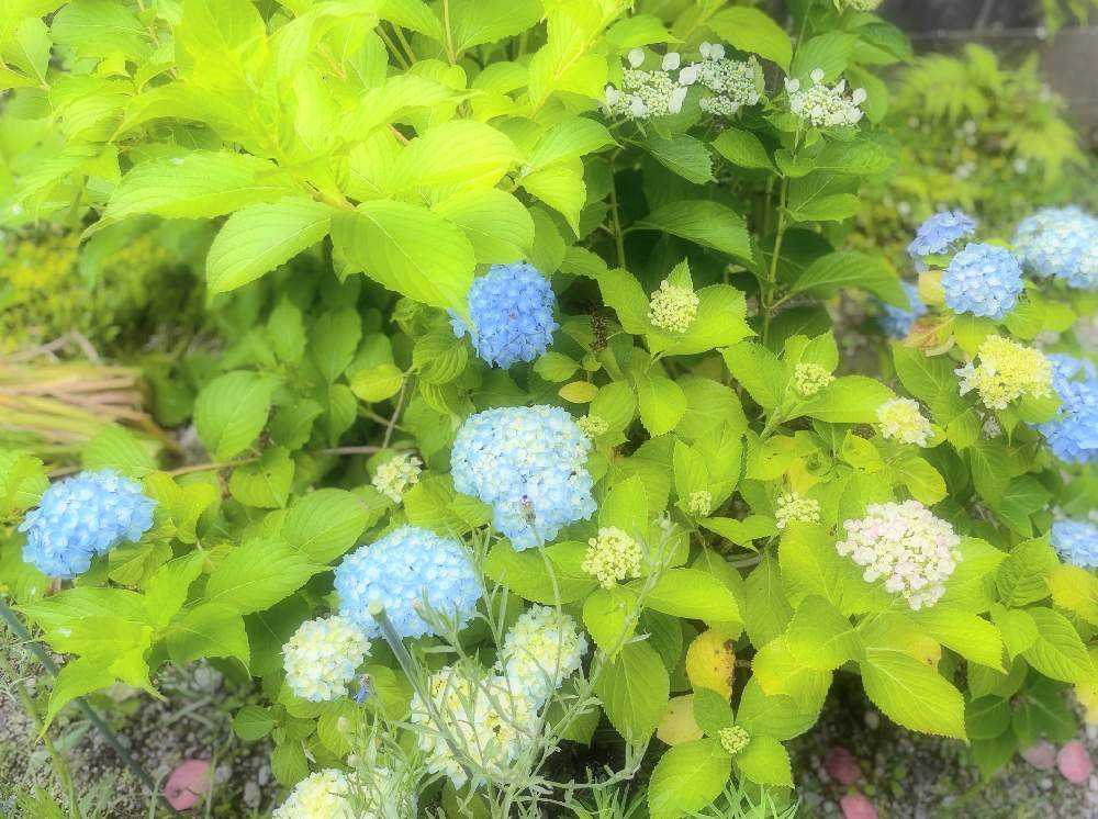 紫陽花・アナベル挿し木からの成長|🍀GreenSnap(グリーン 紫陽花・アナベル挿し木からの成長|🍀GreenSnap(グリーン