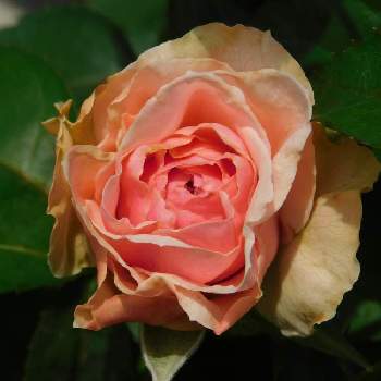 ローズファームケイジの画像 by 庭野華子さん | 小さな庭と旋律と和ばらとばら バラ 薔薇とRFKと和バラ 旋律とバラのある暮らしとPinkRoseとローズファームケイジとバラ庭と花のある暮らしと薔薇♪とロザリアンとrose
