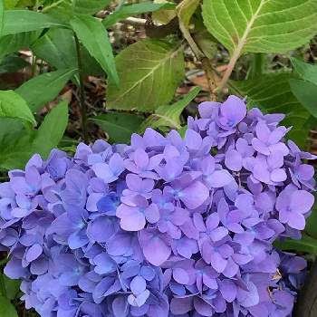 須磨離宮公園の画像 by あっきさん | 紫陽花と紫色のお花と須磨離宮公園と心穏やかにとひっそーり咲いてた♡