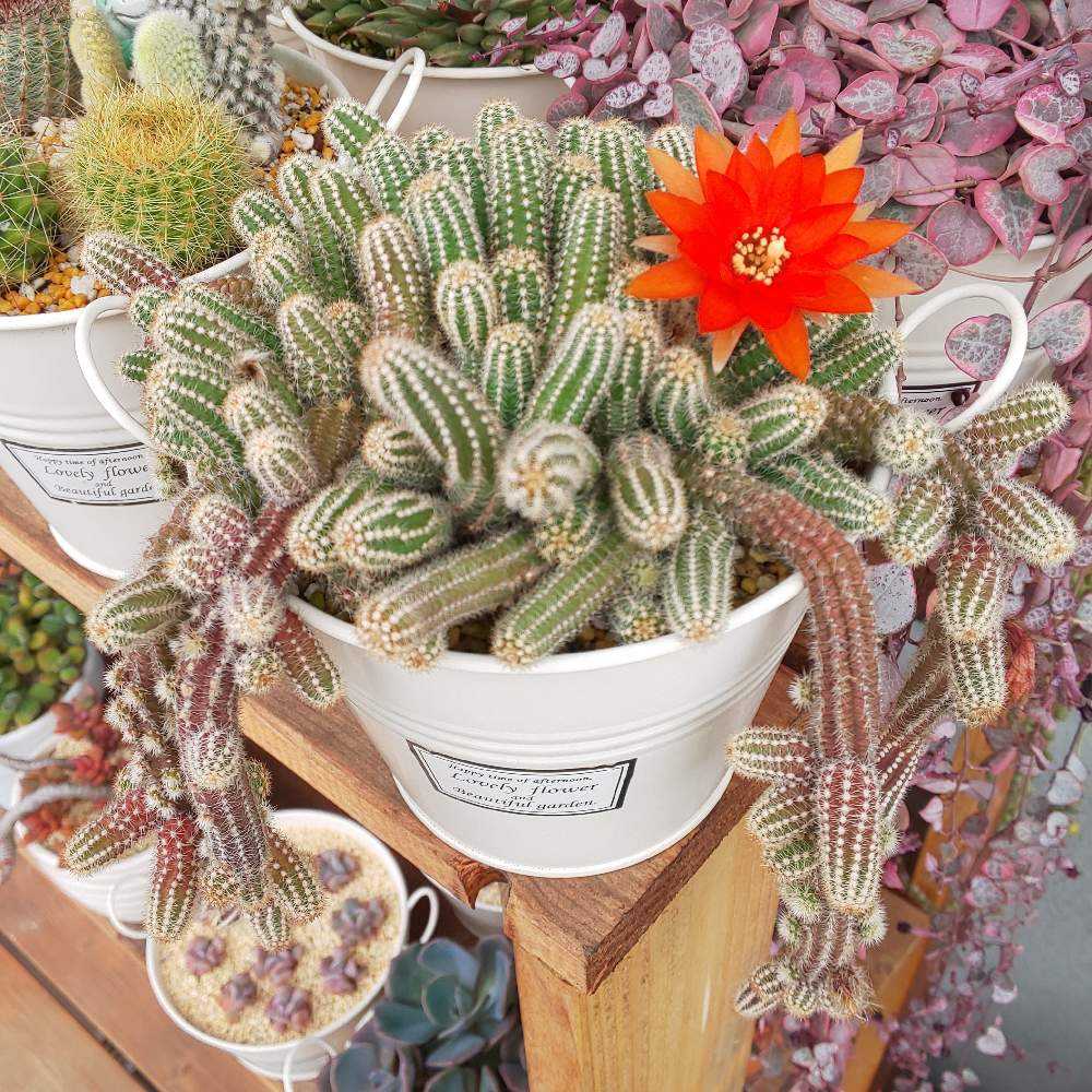 ❀262 白檀の生長記録 2022.08.14更新｜🍀GreenSnap（グリーンスナップ）