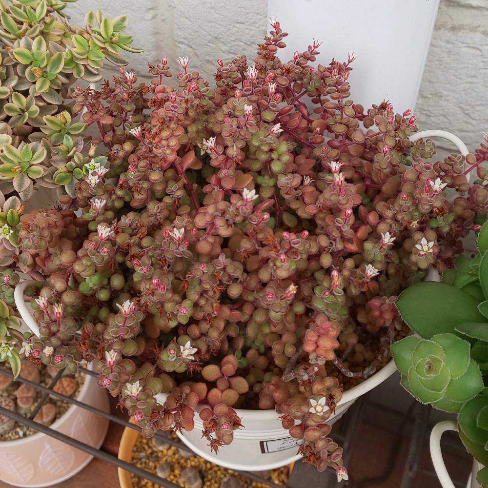 278 ブロウメアナの生長記録 2022.06.05更新｜🍀GreenSnap