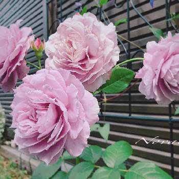 青薔薇の画像 by あすなろさん | アプローチとノーバリースと薔薇好きと蕾が沢山と美しいと青薔薇とお花のある生活と上品な美しさ♡とお花で癒される