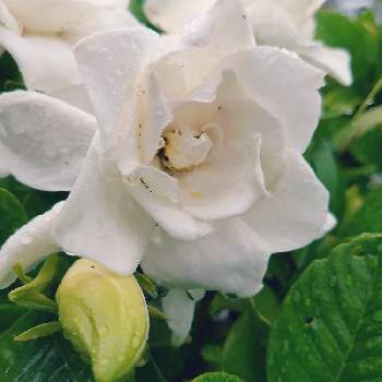 お花見散歩の画像 by siestaさん | クチナシと白い花と匂いフェチとお花見散歩とwithグリーン