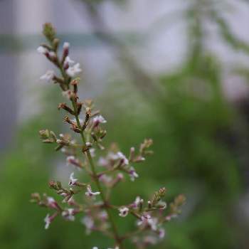 レモンバーベナ,ハーブ,小さな花,小さな庭の画像