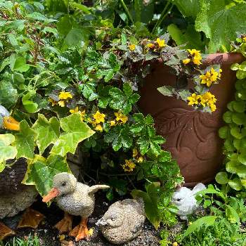 下草の画像 by ミルポポさん | 小さな庭と鳥のオブジェとアイビー❇︎とシュガーバイン★と下草とリシマキア　オーレアとリシマキア　ミッドナイトサンとカモのオブジェとウィッチフォード