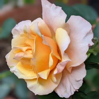 バラの花♡の画像 by hiroさん | 小さな庭とミニバラ コルダーナと花のある暮らし♡とGSの皆さまに感謝♡とミニバラコルダーナ❋と鉢植えといい香りと見てくれてありがとう♡とバラの花♡と玄関前
