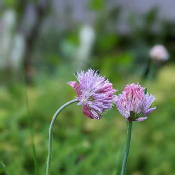 チャイブの花の投稿画像一覧 Greensnap グリーンスナップ