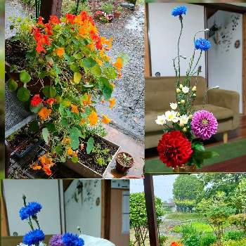 ナスタチウム♡の画像 by かゆさん | 広い庭とガーデニングと花のある暮らしと猫のいる生活とナスタチウム♡
