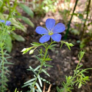 ペレニアル フラックスの投稿画像一覧 Greensnap グリーンスナップ