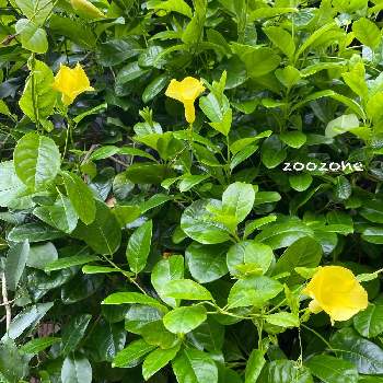 石垣島の画像 by zoozoneさん | 石垣島と植物のある暮らしと石垣島の植物