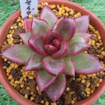 赤い多肉の投稿画像一覧 Greensnap グリーンスナップ