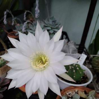 王冠短毛丸の投稿画像一覧 Greensnap グリーンスナップ 王冠短毛丸の投稿画像一覧 Greensnap グリーンスナップ