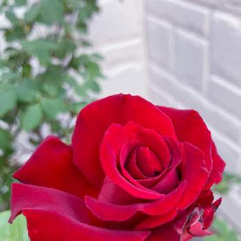 イングリッドバーグマン   の画像 by にゃんたさん | 小さな庭とIngrid Bergmanとイングリッドバーグマン   とバラを楽しむとばら バラ 薔薇とおうち園芸