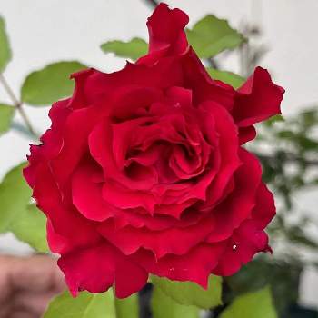 一番花の画像 by シェラ❁薔薇とラックスさん | 小さな庭とバラ初心者とばら バラ 薔薇と薔薇 アルチーナと一番花と新苗とロサオリエンティスとシェラのアルチーナ
