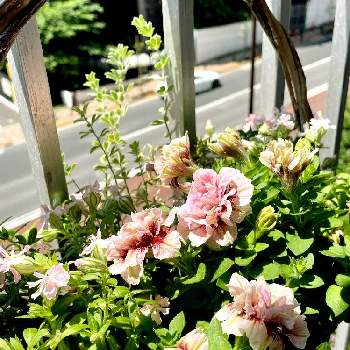 ホイップマカロンの画像 by ぎょぴさん | バルコニー/ベランダと寄せ植えとピンクの花とホイップマカロンと八重咲きペチュニア☆