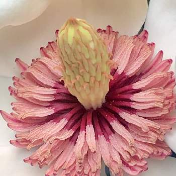 モクレン科の画像 by 花土葉さん | お出かけ先とオオヤマレンゲ、とモクレン科とミヤマレンゲ❣️と蕊好きと白い花