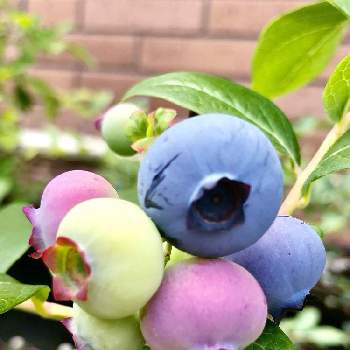 有機肥料の画像 by モコさん | バルコニー/ベランダとブルーベリーと果物と果実とお花が好き♡と鉢植えと有機肥料と青い花マニアと植木鉢と鉢植えブルーベリー